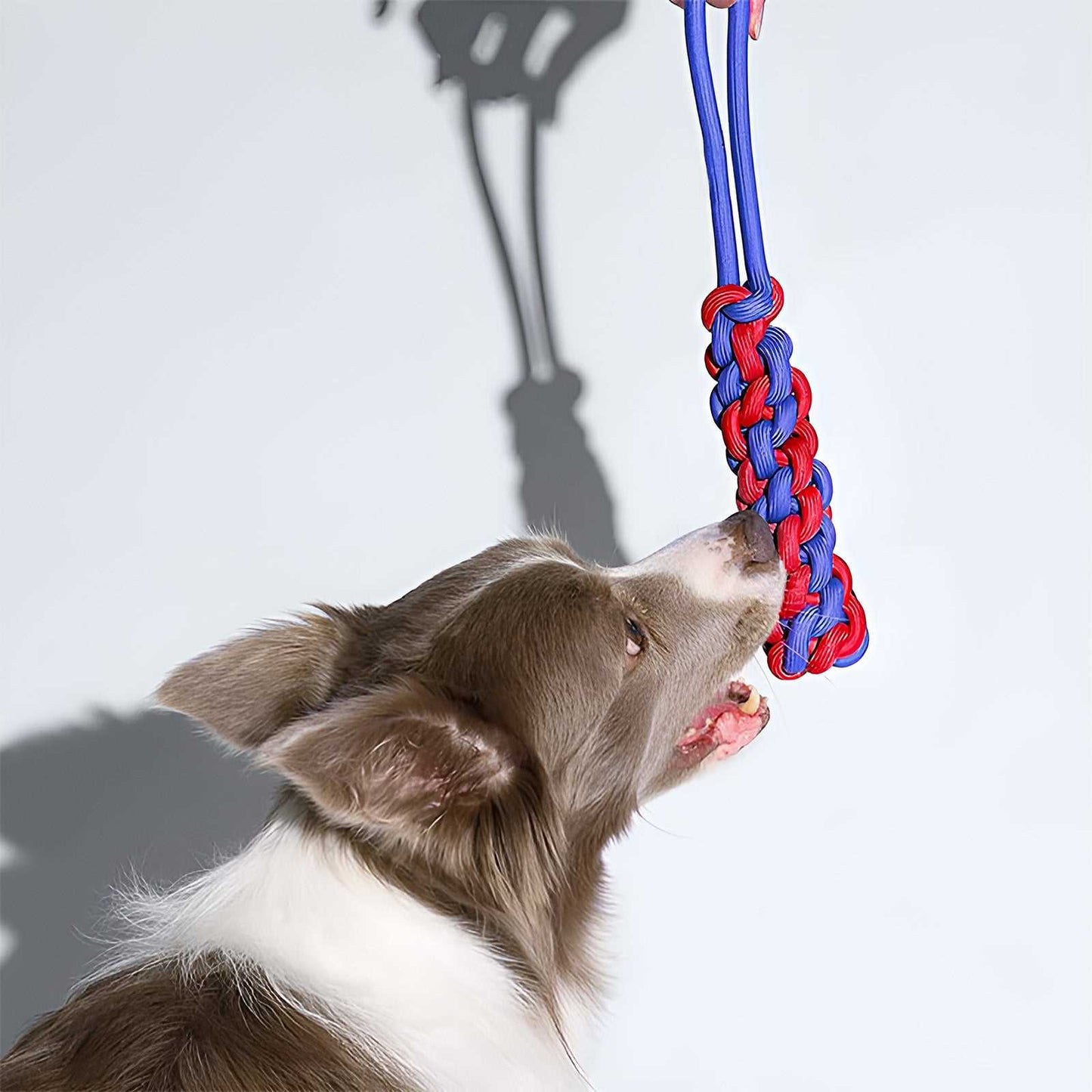 Color Clash Knots Rope Dog Toy Collection