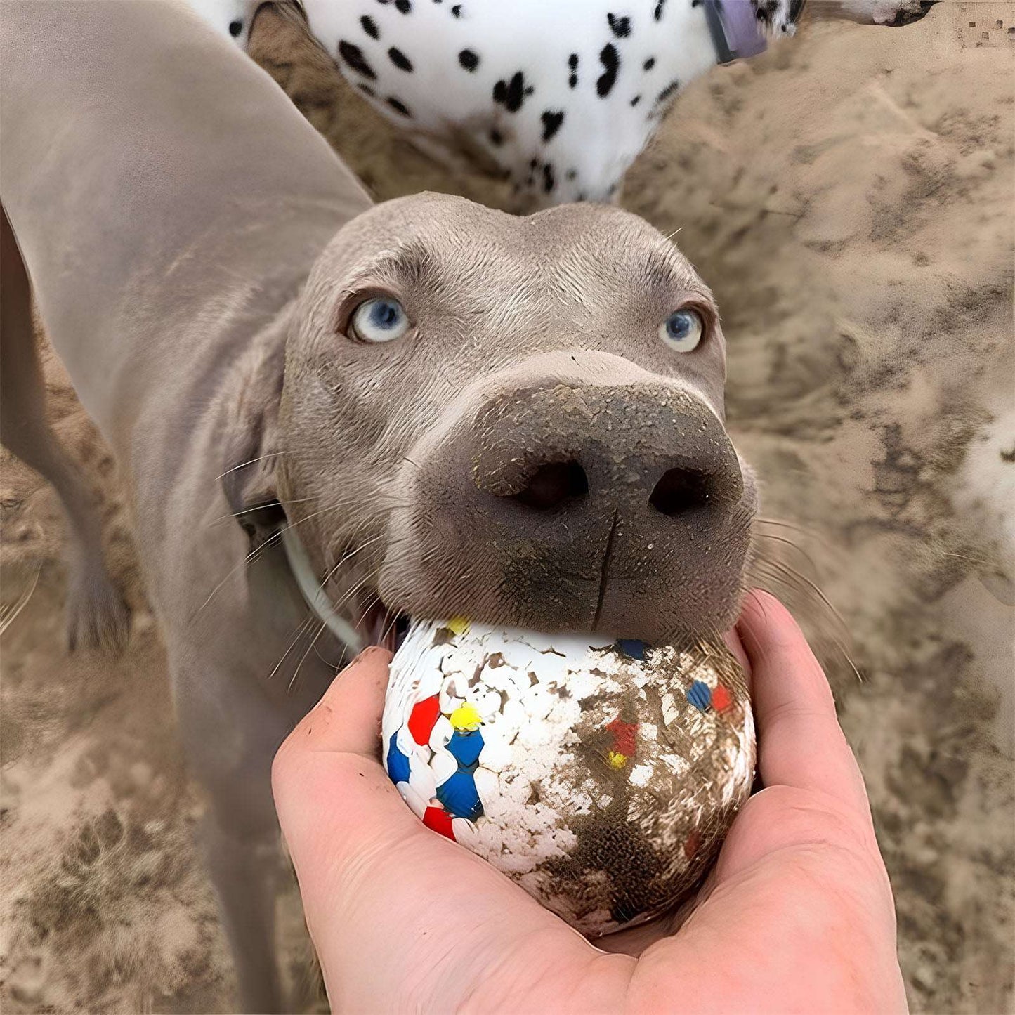 Popcorn Training Ball Toy for Active Dogs